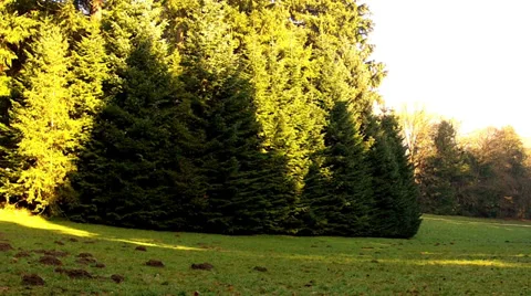 Winter in the park. Stock Footage 34684523