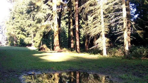 Winter in the park. Stock Footage 34687253