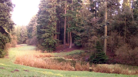 Winter in the park. Stock Footage 34914401