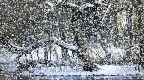 Winter in park Stock Footage