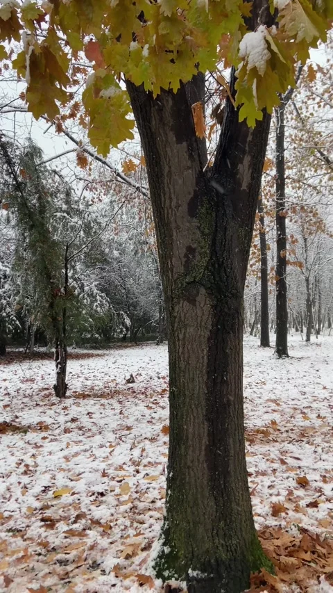 Winter in the park Stock Footage 293091334