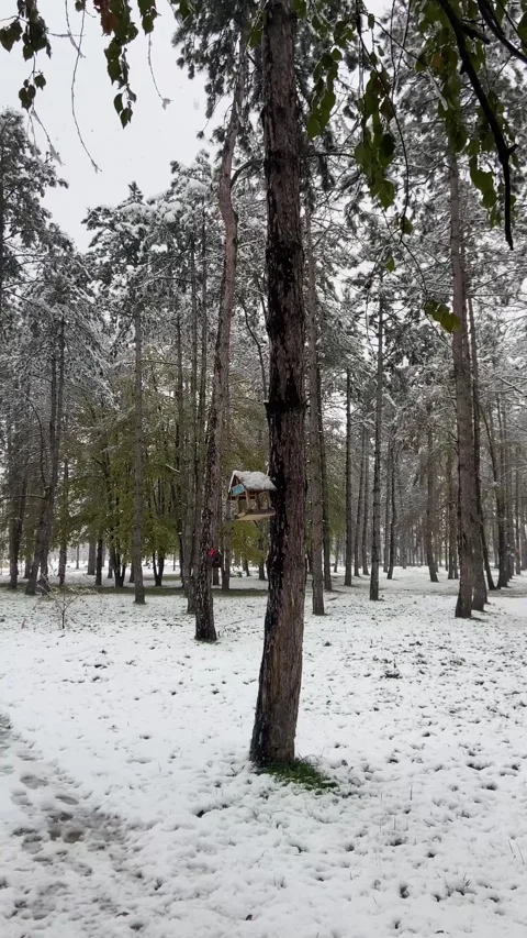 Winter in the park Stock Footage 293091430