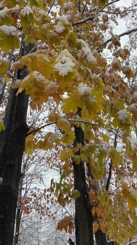 Winter in the park Stock Footage 293091464