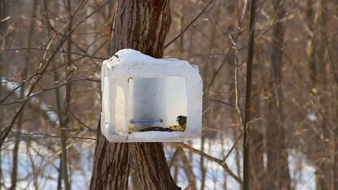 In the winter park forest birds fly to a feeder made from recycled materials Stock Footage 126246494