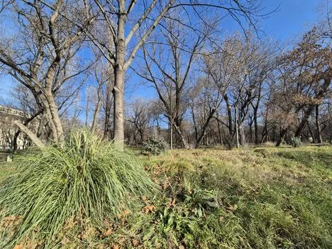 Winter park landscape with leafless trees and blue sky Stock Photos