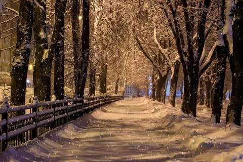 Winter park at night. Stock Photos