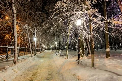 Winter park at night. Stock Photos
