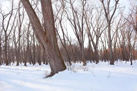 Winter park Stock Photos