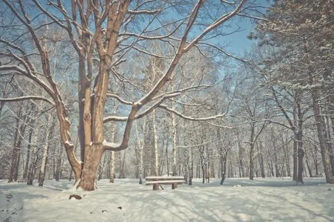 Winter in park Foto stock