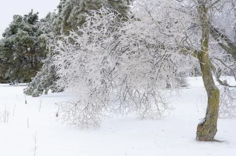 Winter park Stock Photos