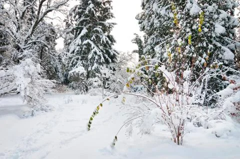 Winter park Stock Photos