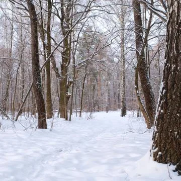 Winter park 스톡 사진