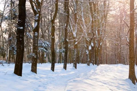 Winter in the park 스톡 사진