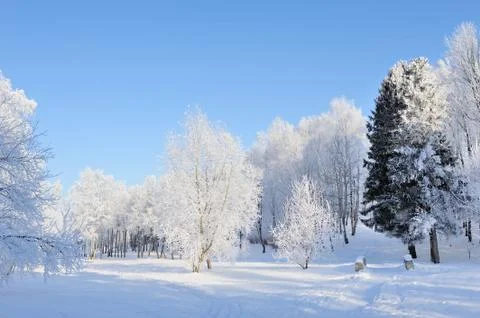 Winter park 写真素材