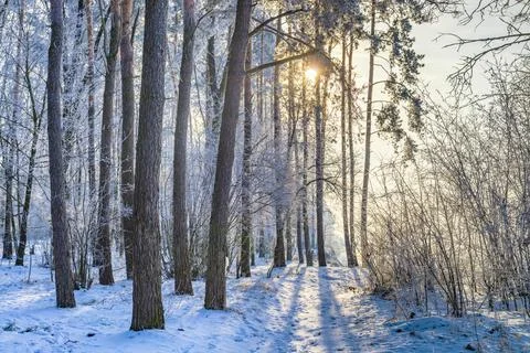 Winter in the park. 스톡 사진