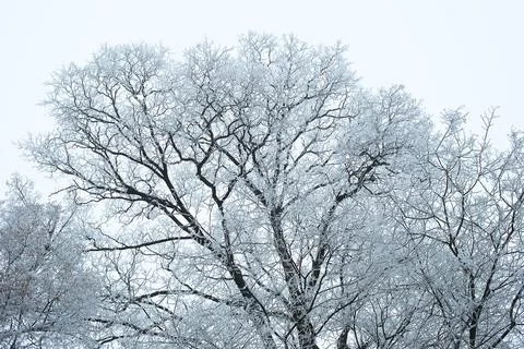 Winter park Stock Photos