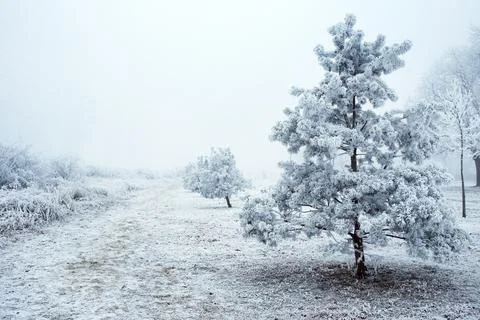 Winter park Stock Photos