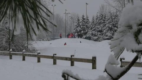 Winter park, pine tree and children playing at the background. Stock-Footage 72231817