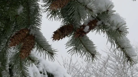 Winter park, pine tree branch with cones covered with snow. Close Up. Stock-Footage 72232233