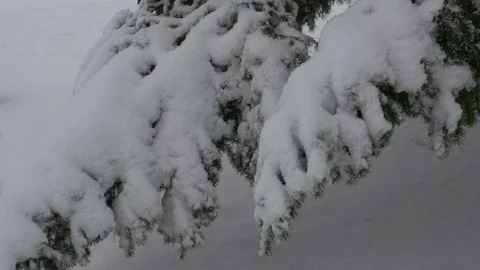 Winter park, pine tree branch covered with snow. Close Up. Video stock 72232260