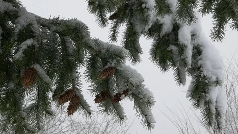 Winter park, pine tree branch with cones covered with snow. Close Up. 스톡 동영상 72232268