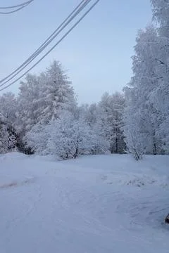 Winter Park. Snow-covered trees. Footprints on the snow. Power lines. Day Stock Photos