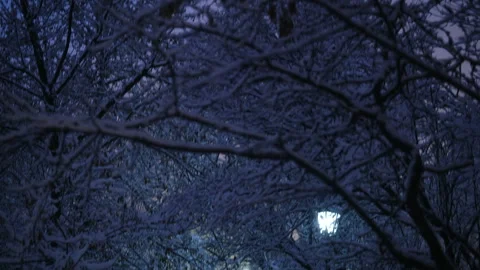 Winter park, snow falling, winter landscape tree branches Stock Footage 296773964