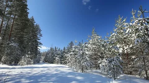Winter park in snow Stock-Footage 11429605