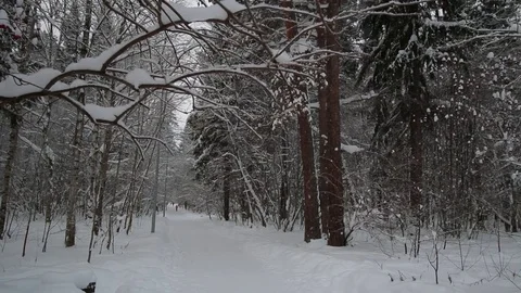 Winter park in snow. 스톡 동영상 71671272