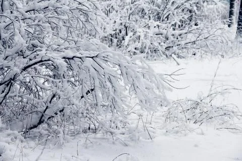 Winter park in snow Stock Photos