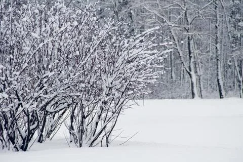 Winter park in snow Stock Photos