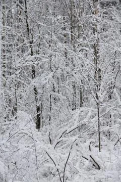 Winter park in snow Stock Photos