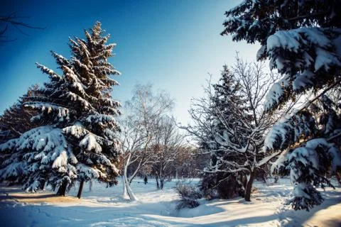 Winter park in snow Stock Photos