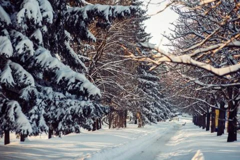 Winter park in snow Stock Photos
