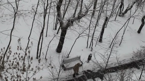 Winter in the park. Snowing. Stock Footage 54325079