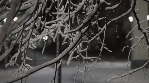 Winter park through the tree branches covered with snow.Winter night in the Vidéo 166795948
