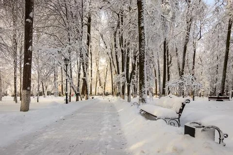 Winter park with trees covered with snow. 写真素材