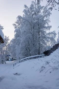 Winter park, trees, a path, a railing, a leaning fence. A day in polar night Stock Photos