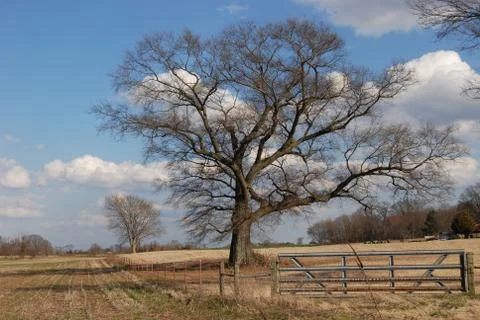 Winter Pasture Foto stock