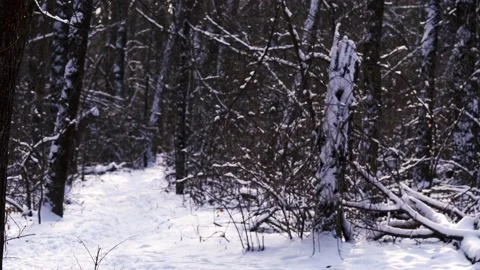Winter path between frozen trees Stock Footage 159439117