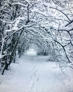 Winter path covered in snow with trees forming an arch during a snowy day i.. Stock Photos