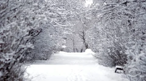 Winter Path   Video stock 47621103