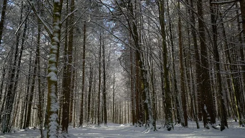 Winter path in forest with melting snow falling in sunlight in Bavaria Stock Footage 121013314
