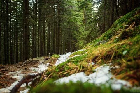Winter path in the forest, in the mountains. Carpathians Stock Photos