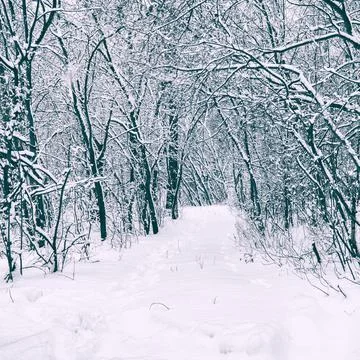 Winter path or road in snow-covered fairy forest Stock-Fotos
