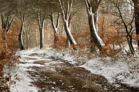 Winter Path Stock Photos