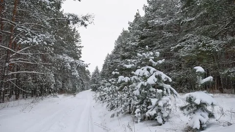 Winter path pine christmas tree forest wildlife winter landscape, beautiful snow Stock-Footage 70766061