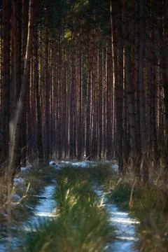Winter path in a pine forest Stock Photos