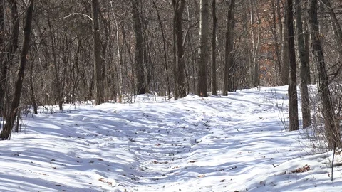 Winter Path - Slow Zoom Video stock 124675097