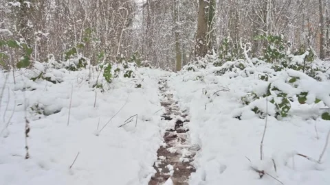 Winter Path in a Snowy Forest 스톡 동영상 311045943